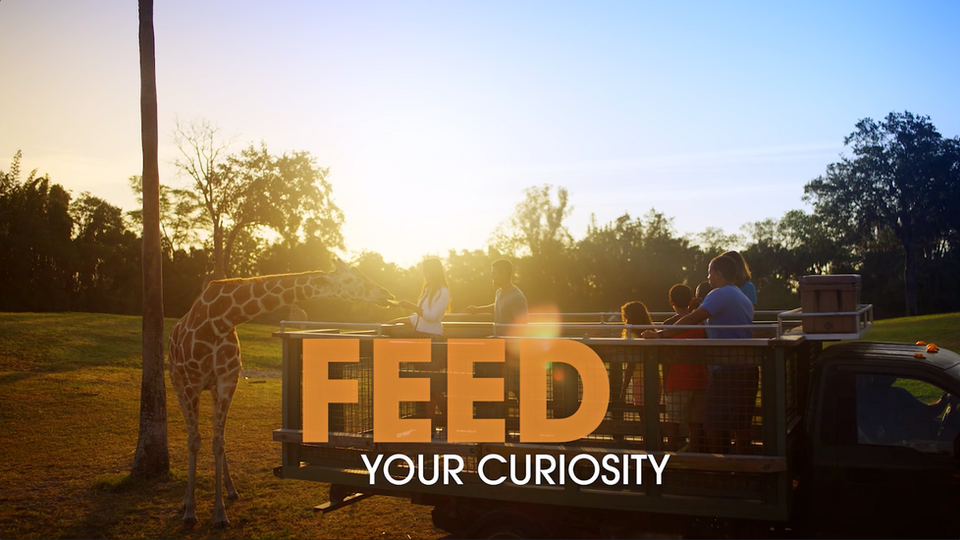 VisitFlorida Domestic "Go Wild" Paid Social Awareness – Busch Gardens Tampa Bay
